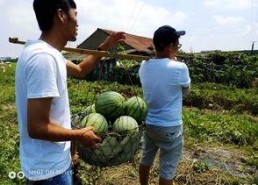 吃瓜论坛骄阳似火