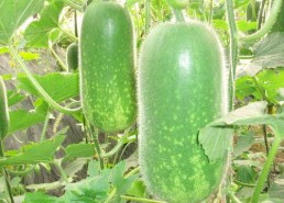 吃瓜大全免费观看,吃瓜大全带你领略娱乐盛宴