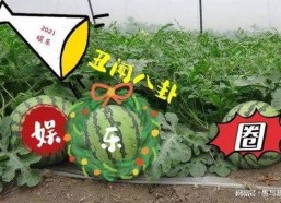 娱乐吃瓜台,揭秘明星幕后故事