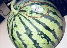 太原网红吃瓜,揭秘城市生活趣味瞬间