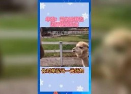 积极的吃瓜娱乐,盘点那些积极向上的吃瓜娱乐瞬间