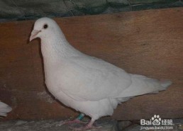 网红吃瓜鸽子视频大全,趣味视频大盘点